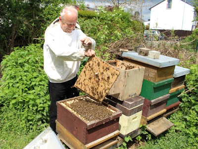 Ein Bienenschwarm wird eingeschlagen. (Quelle: R. Haag, 2013)