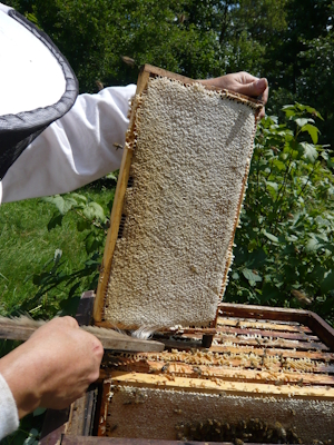 Komplett verdeckelte Honigwabe. (Quelle: R. Haag, 2013)