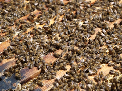 Blick in die geöffnete Magazinbeute. (Quelle: R. Haag, 2013)